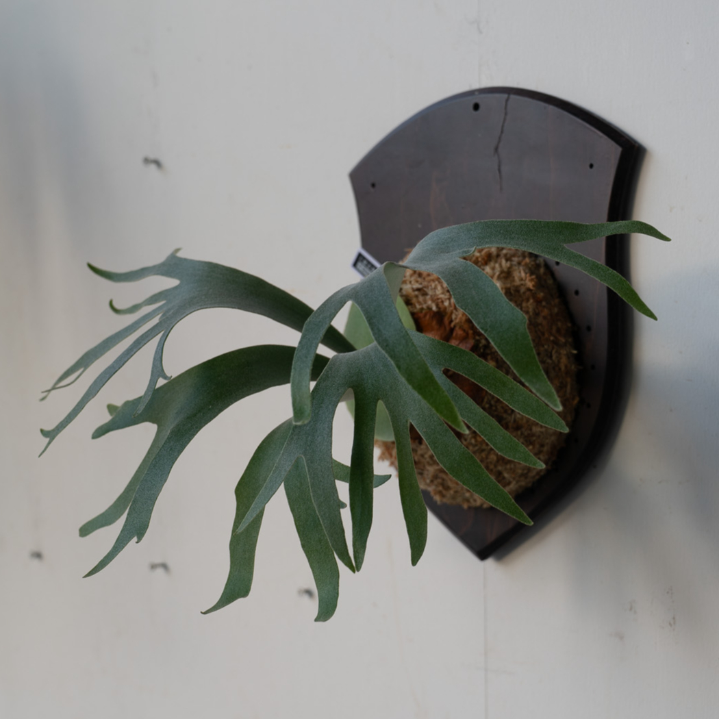 ビカクシダ 板付 2024012000004 fit=scale-down,w=1200