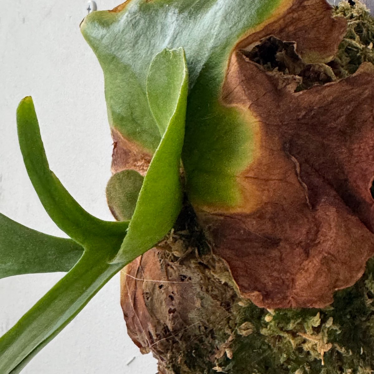 ビカクシダ P.Kitshakood small leaf 2025.5/12〜】板付ビカクシダ P. kitshakood thin leaf_1