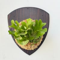 ビカクシダ P. Monkey North Dwarf? mutant. ビカクシダ P. Monkey North Dwarf? mutant. ビカクシダ P