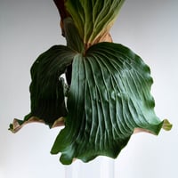 2025.6/5〜】板付ビカクシダ P. willinckii YAL（Mix Spore