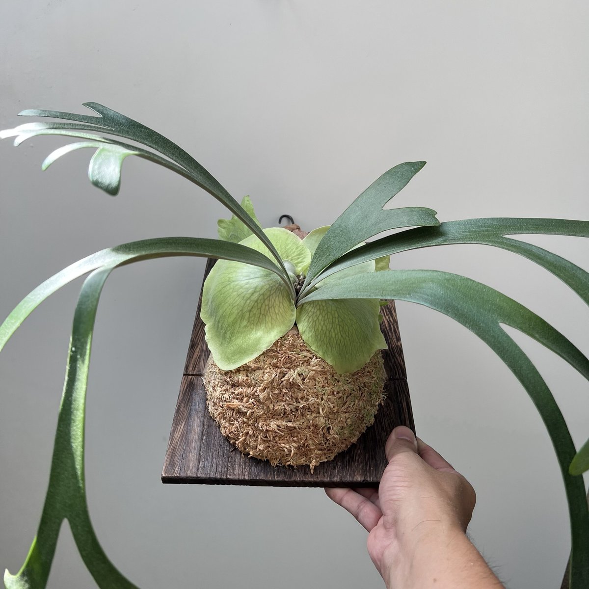 2個付き リップルエフェクト 子株 耐寒性 ドライガーデン まだ暑い