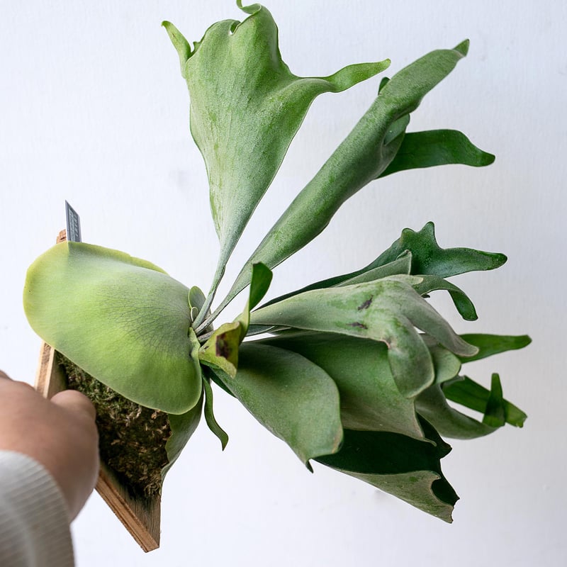 2025.11/12〜】板付ビカクシダ P. Ebid#2（TC） | IMAMA