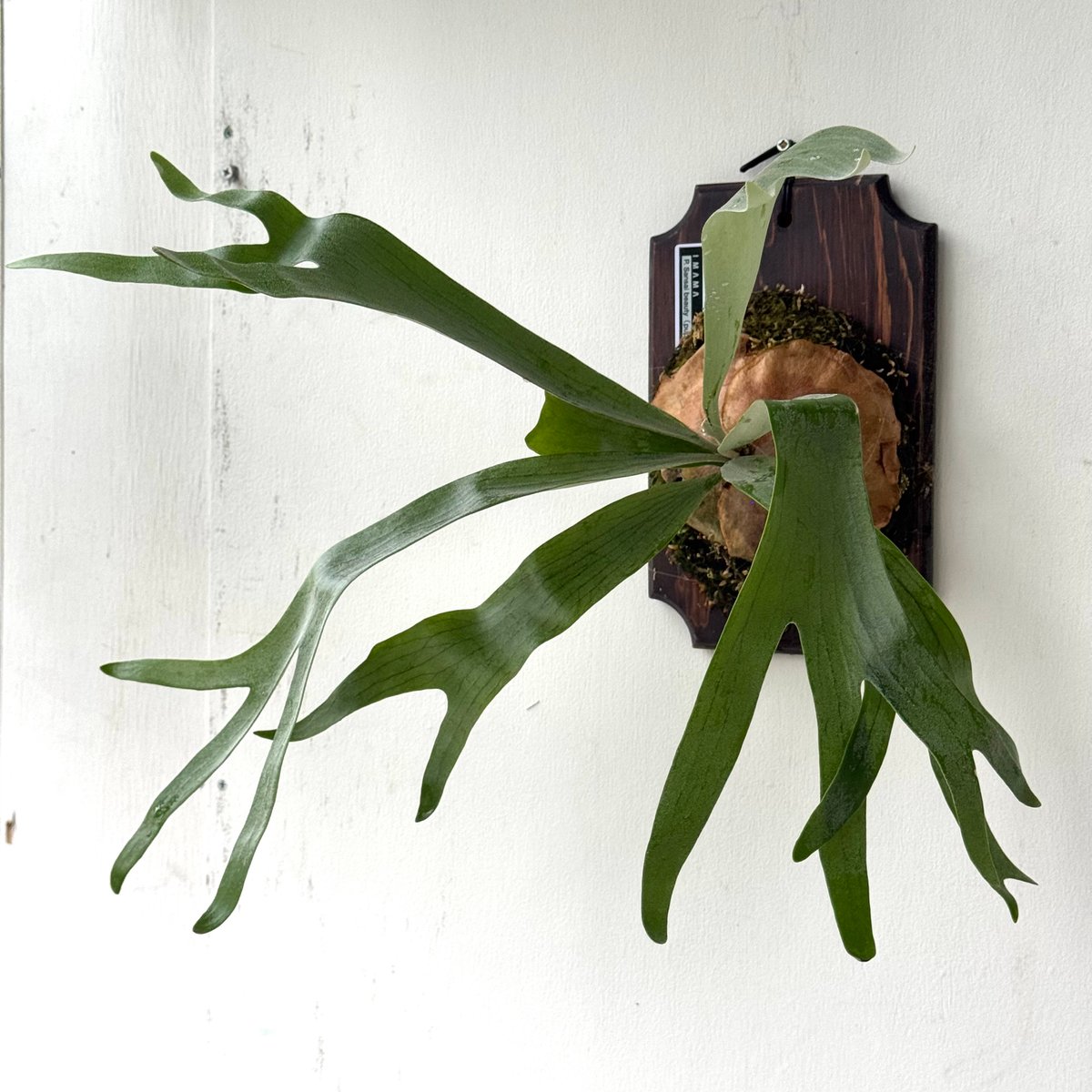 2025.5/12〜】板付ビカクシダ P. Sansai beauty | IMAMA