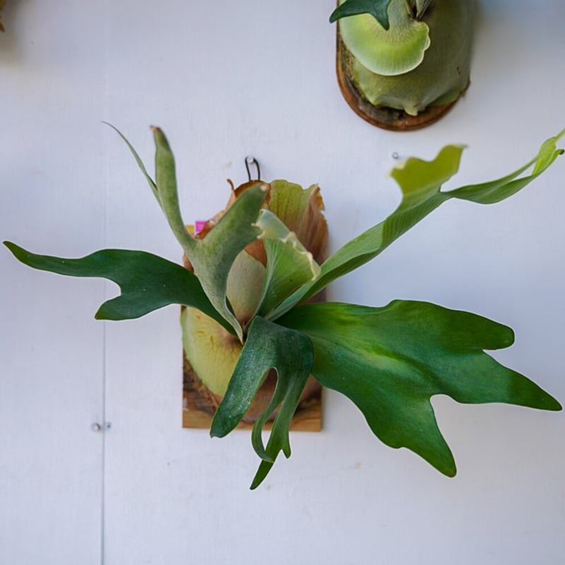 ビカクシダ_hilly✖︎ bifurcatum