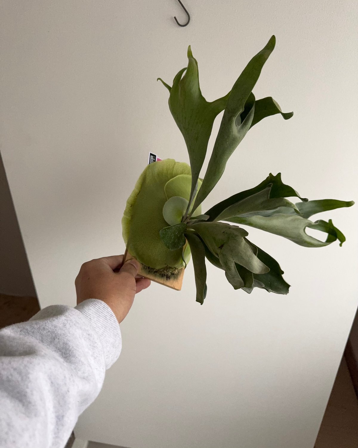 2025.12/14〜】板付ビカクシダ P. Ebid#2（TC） | IMAMA