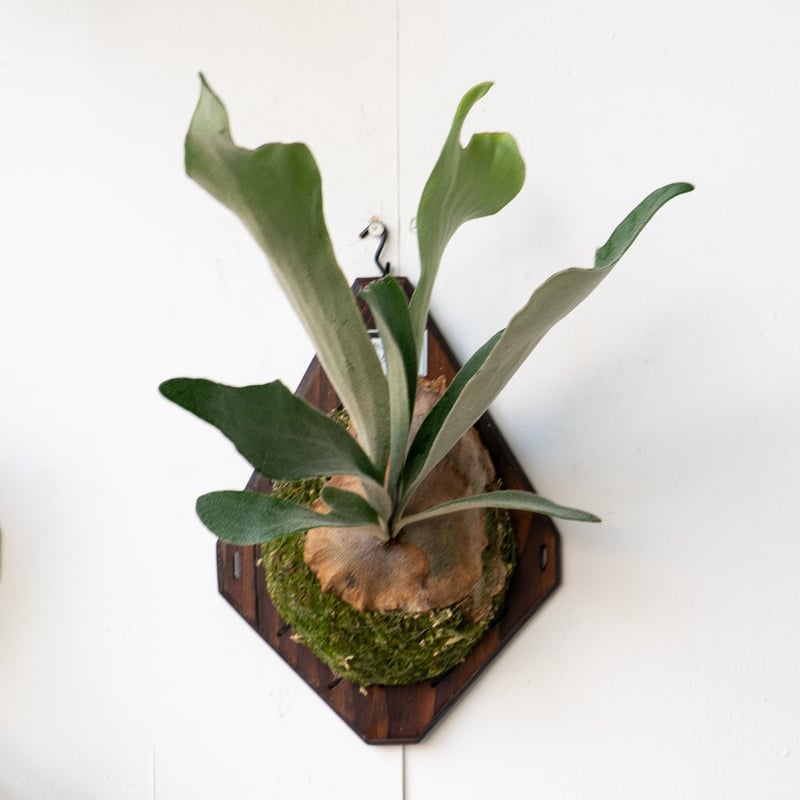 ビカクシダ　AKKI アッキー　親株サイズ ビカクシダ AKKI アッキー 親株サイズ ビカクシダ アッキ