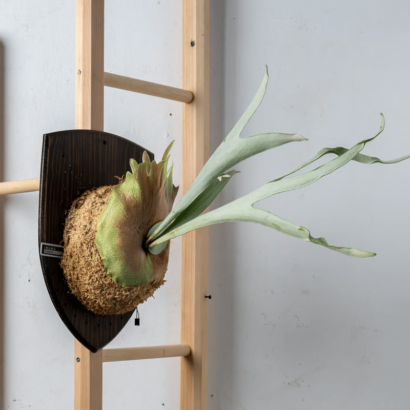 彩りを贈る】ギフト用おまかせ板付ビカクシダ | IMAMA