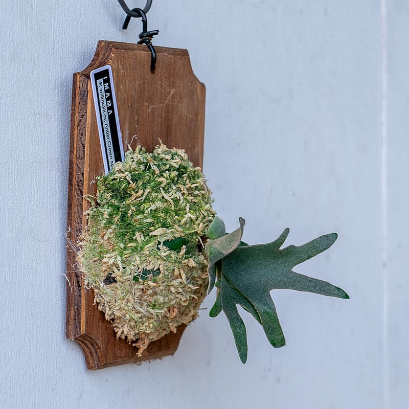 2025.11/12〜】板付ビカクシダ P. willinckii 'Antler cro