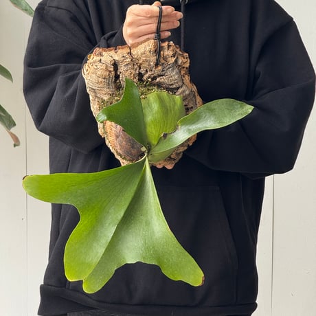 【order】コルク付ビカクシダ　  P. ellisii