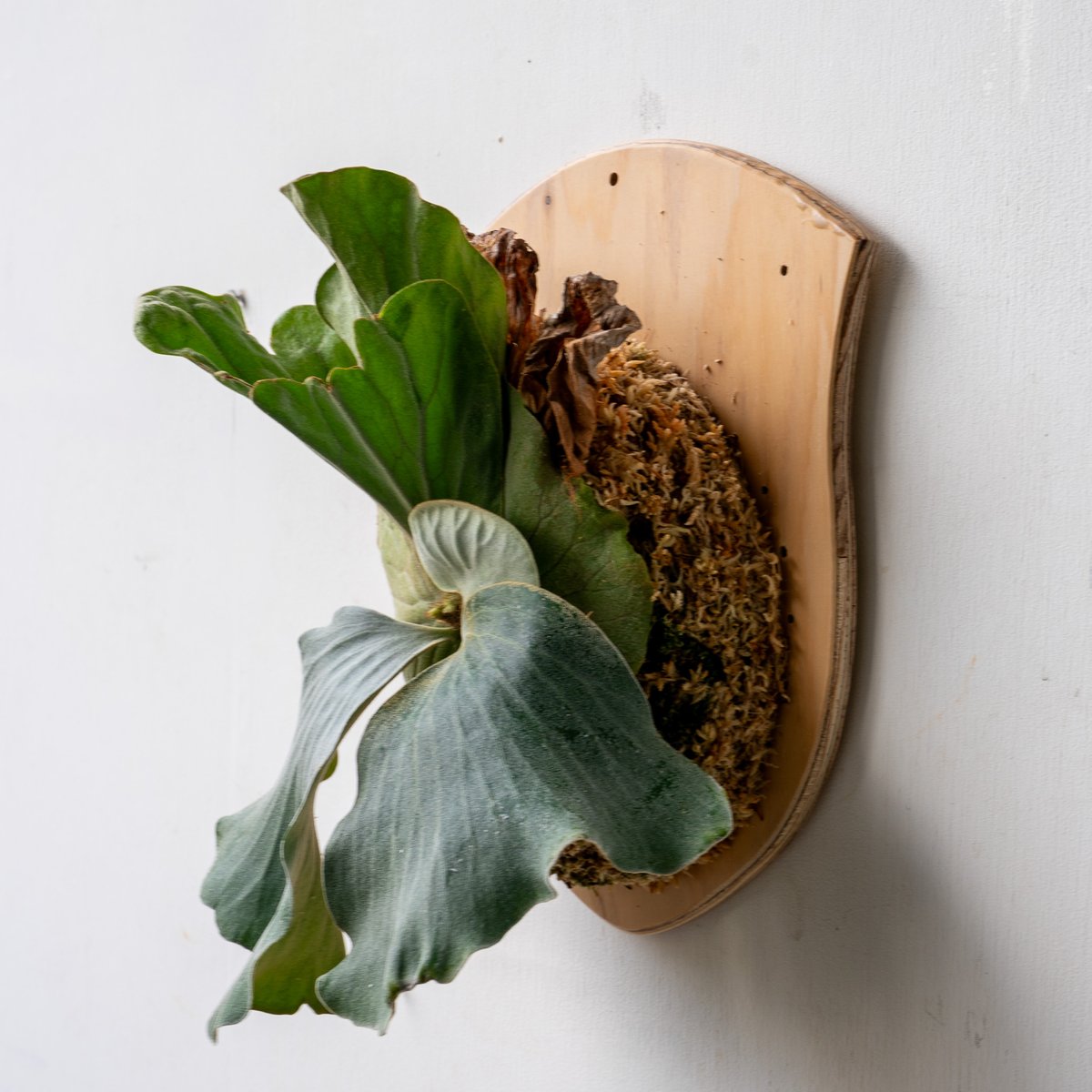 2025.11/4〜】板付ビカクシダ P. elephantotis | IMAMA