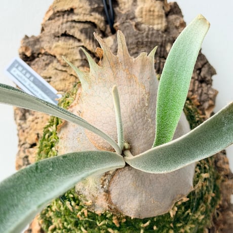 【2026.6/25〜】コルク付ビカクシダ　P. veitchii 'Auburn river' sporeling