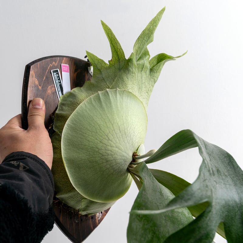 2025.12/20〜】板付ビカクシダ P. 'Titan' woot #13 | IMAMA