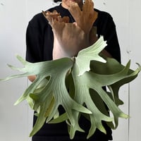 【2026.5/26〜】板付ビカクシダ　P. andinum × P. willinckii [TC]