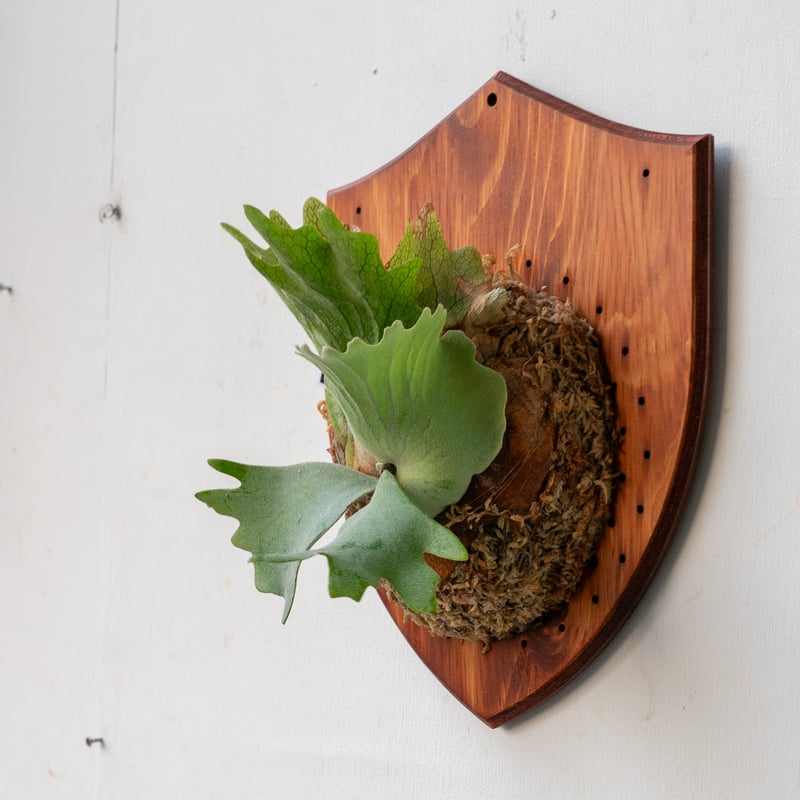 2025.5/10〜】板付ビカクシダ P. Yellow moon × CCS | IMAMA