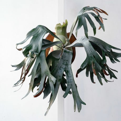 CATEGORY Platycerium（ビカクシダ/品種別） | IMAMA