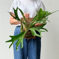 【2026.6/25〜】板付ビカクシダ　P. 'Moose' [TC]