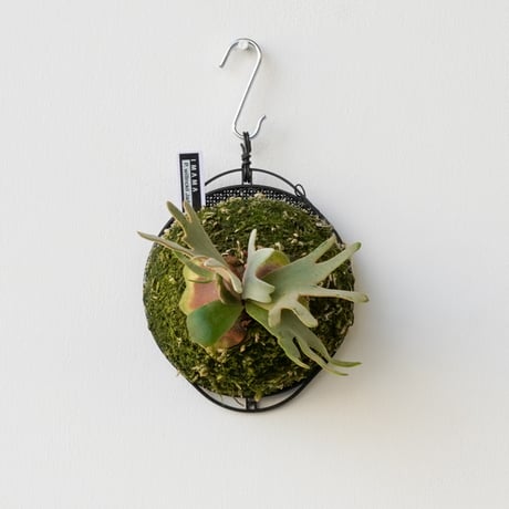 コウモリラン | STORES