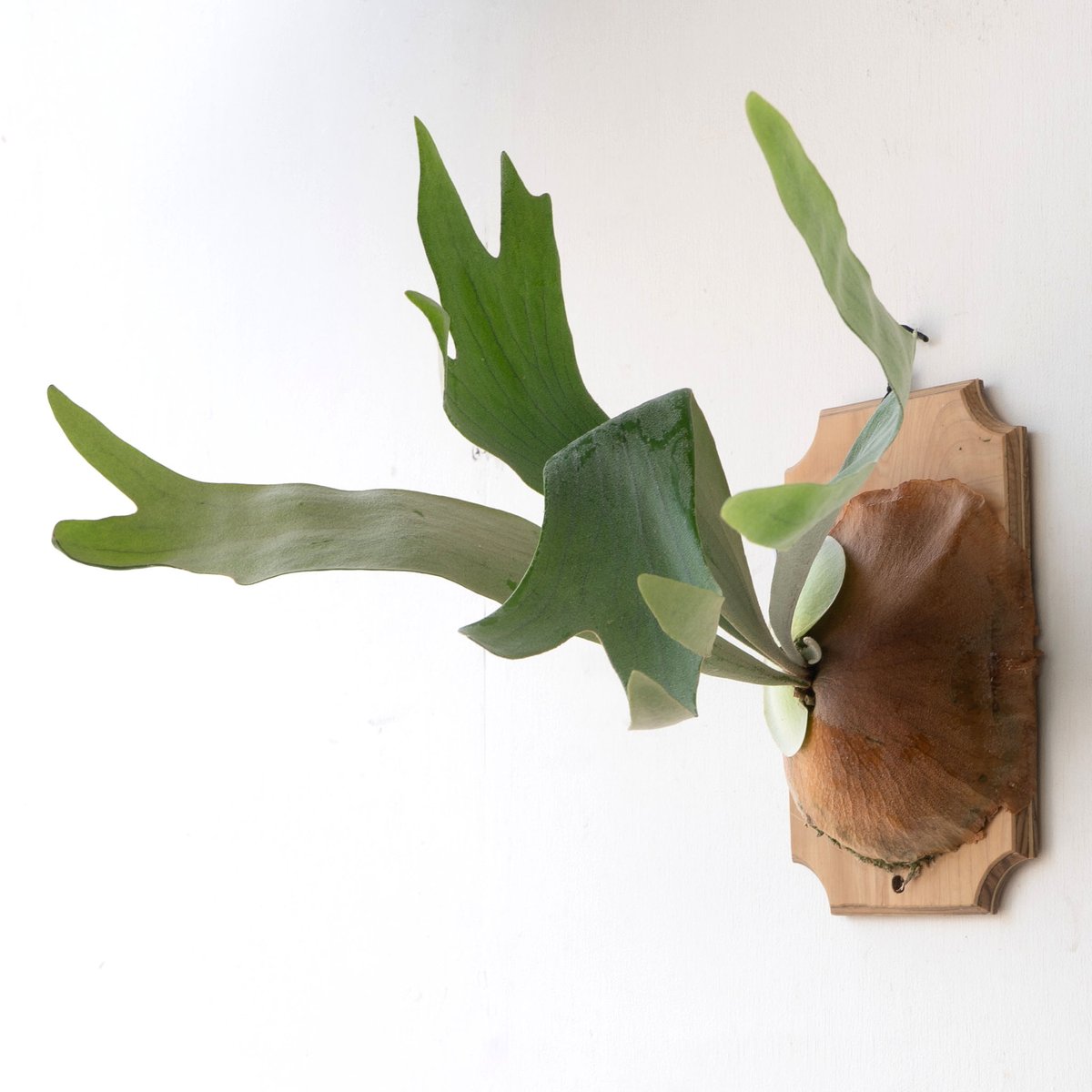 2025.8/2〜】板付ビカクシダ P. Hanabi | IMAMA