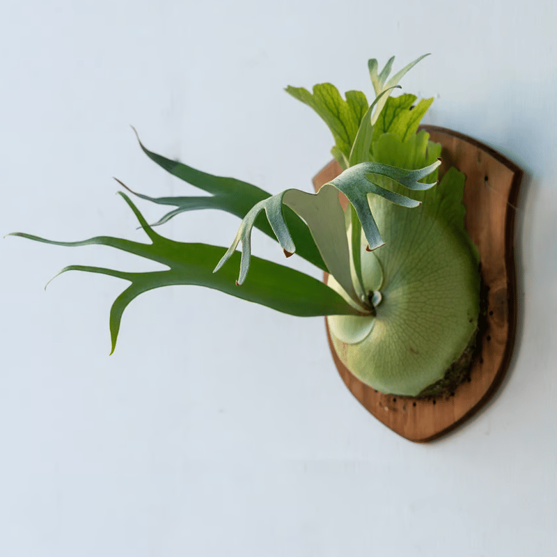 逸品を贈る】ギフト用おまかせ板付ビカクシダ | IMAMA