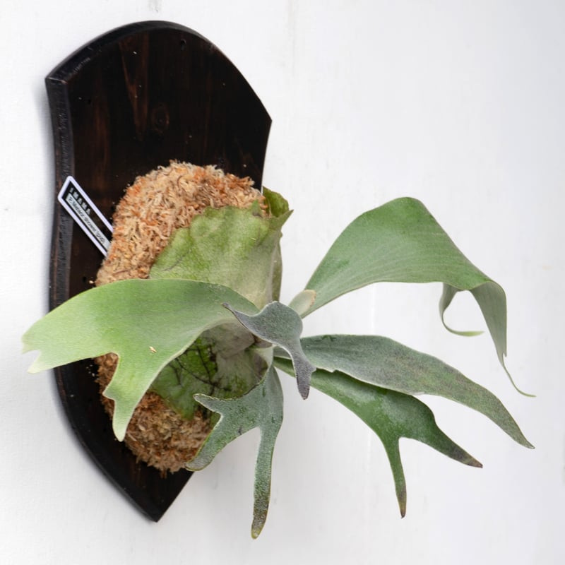 2025.11/4〜】板付ビカクシダ P. Meteor shower（pup） | IMAMA