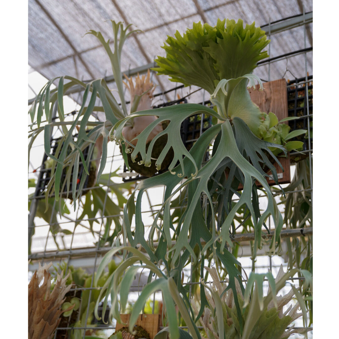 P.willinckii Leonids ビカクシダ P.willinckii Leonidas 【artPLANTs】ビカクシダ/Platycerium
