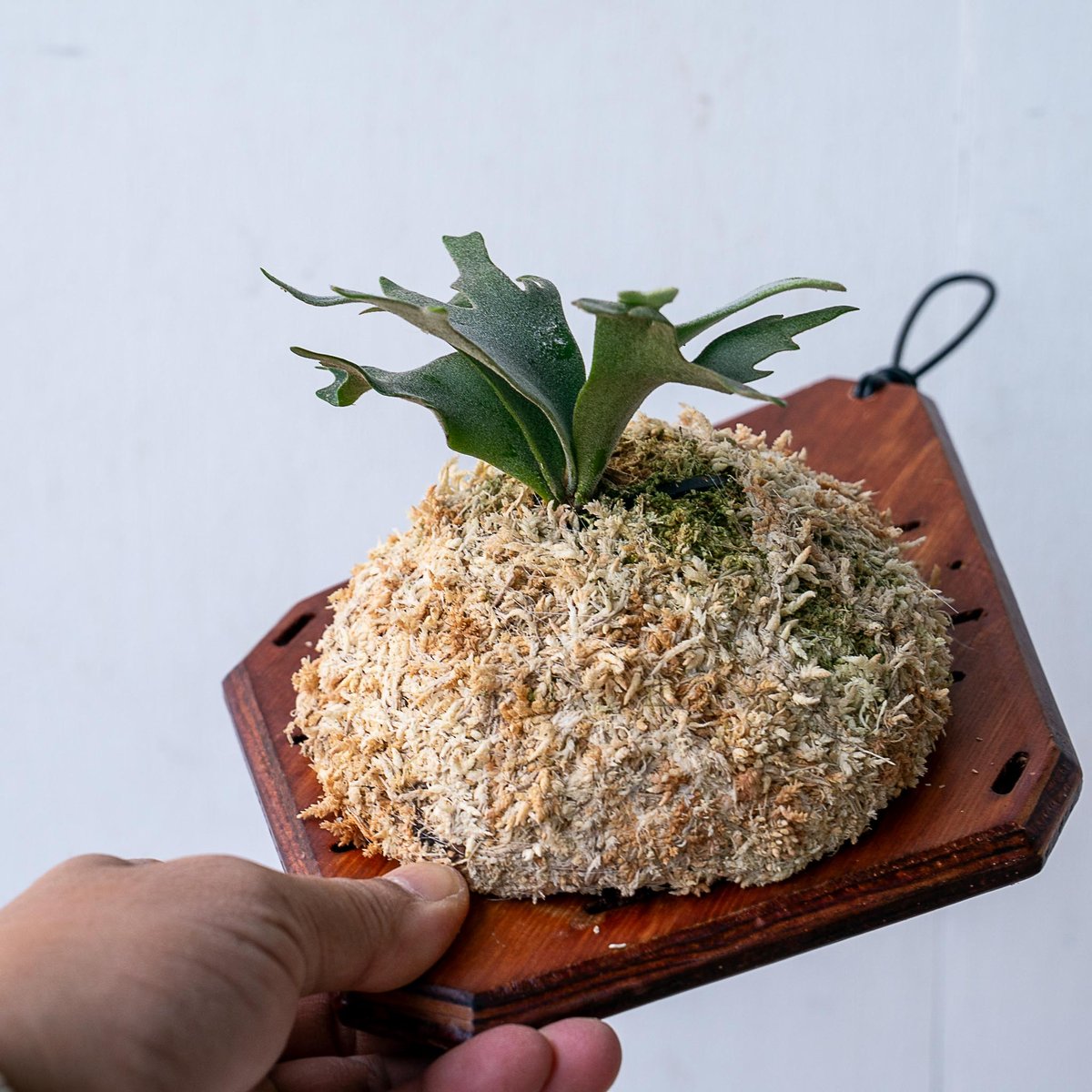 2025.11/12〜】板付ビカクシダ P. willinckii 'Bacteria'