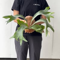 【2026.6/4〜】板付ビカクシダ　  P. hillii 'Ngaesai'  [pup]