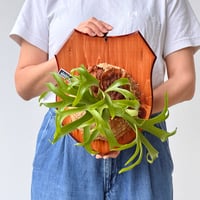 【2026.6/25〜】板付ビカクシダ　 P. coronarium 'White'