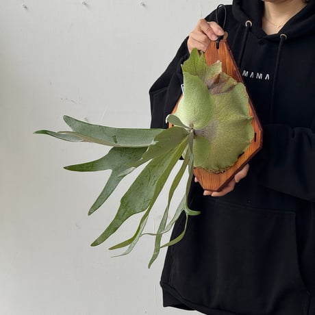 【2026.5/24〜】板付ビカクシダ　  P. willinckii sporeling