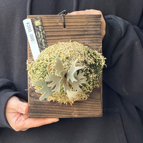 CATEGORY Platycerium（ビカクシダ/価格帯） | IMAMA