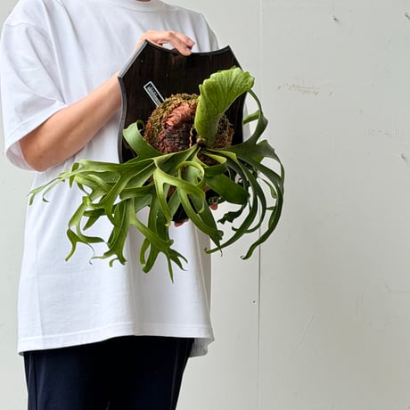 【2026.7/2〜】板付ビカクシダ　 P. coronarium 'White'