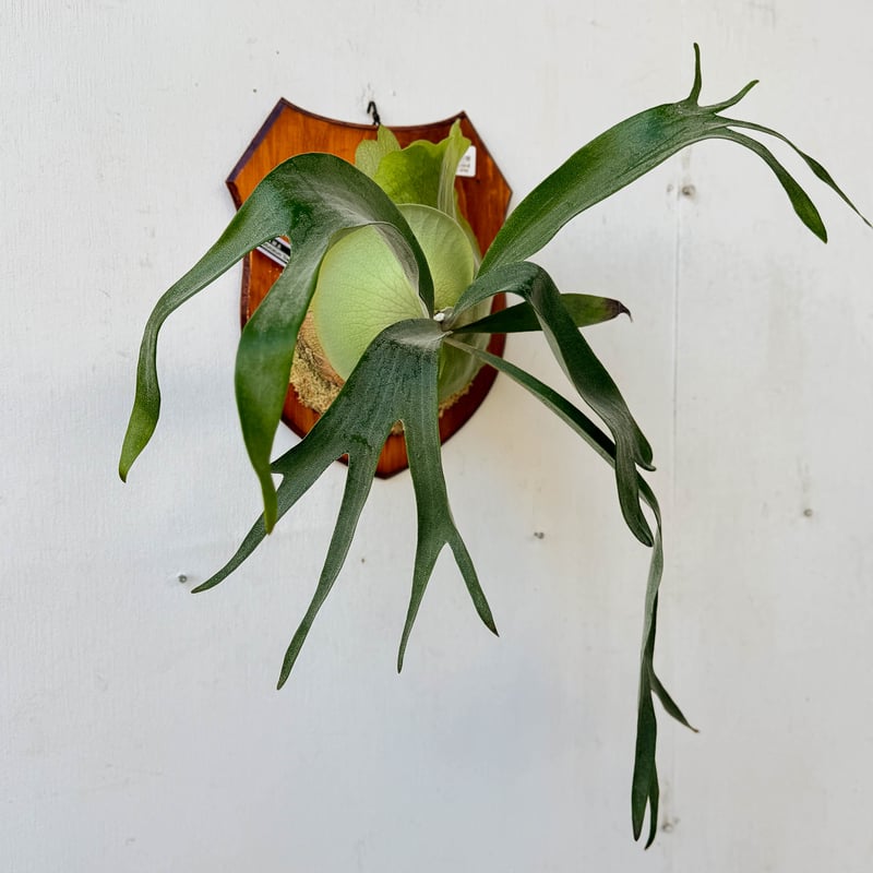 M ビカクシダ養生板 13枚セット M様 専用 ビカクシダ養生板 13枚セット