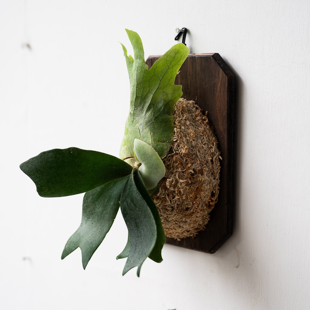 ビカクシダセット 2点 板付 【公式通販】