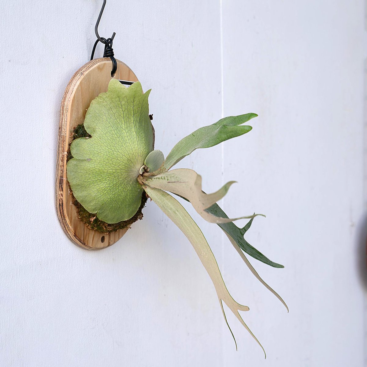 2025.11/12〜】板付ビカクシダ P. White Hawk（pup） | IMAMA