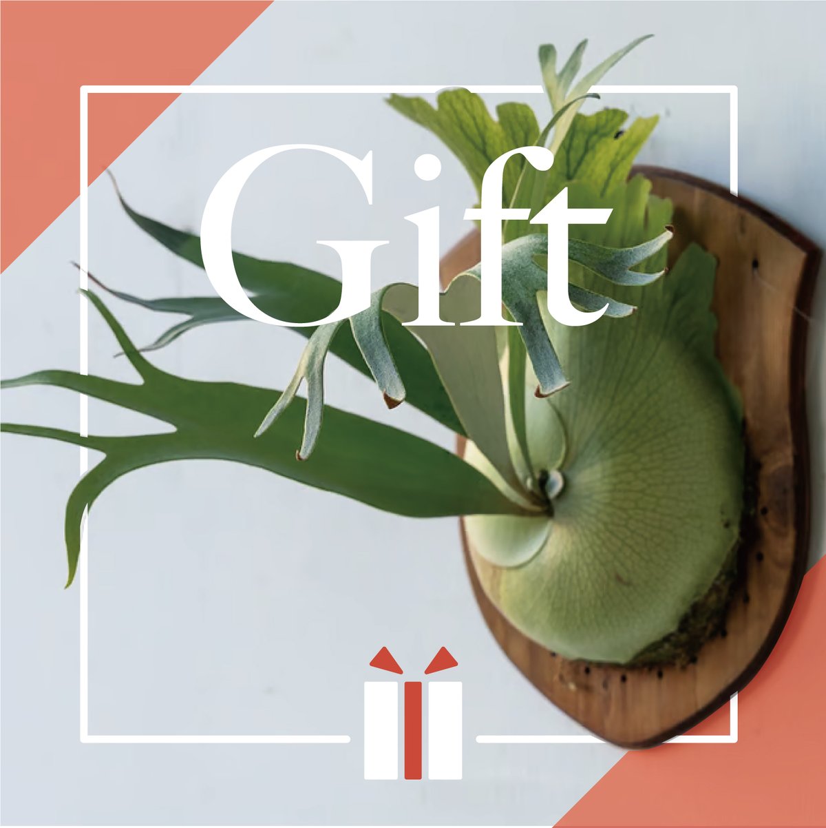 【きゃっぷ様】7品種から3品種選べるセット/ビカクシダ きゃっぷ様】7品種から3品種選べるセット/ビカクシダ