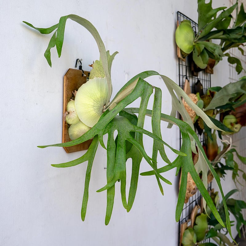 2022.10/18~】板付ビカクシダ P. Monkey North（pup） | IMAMA