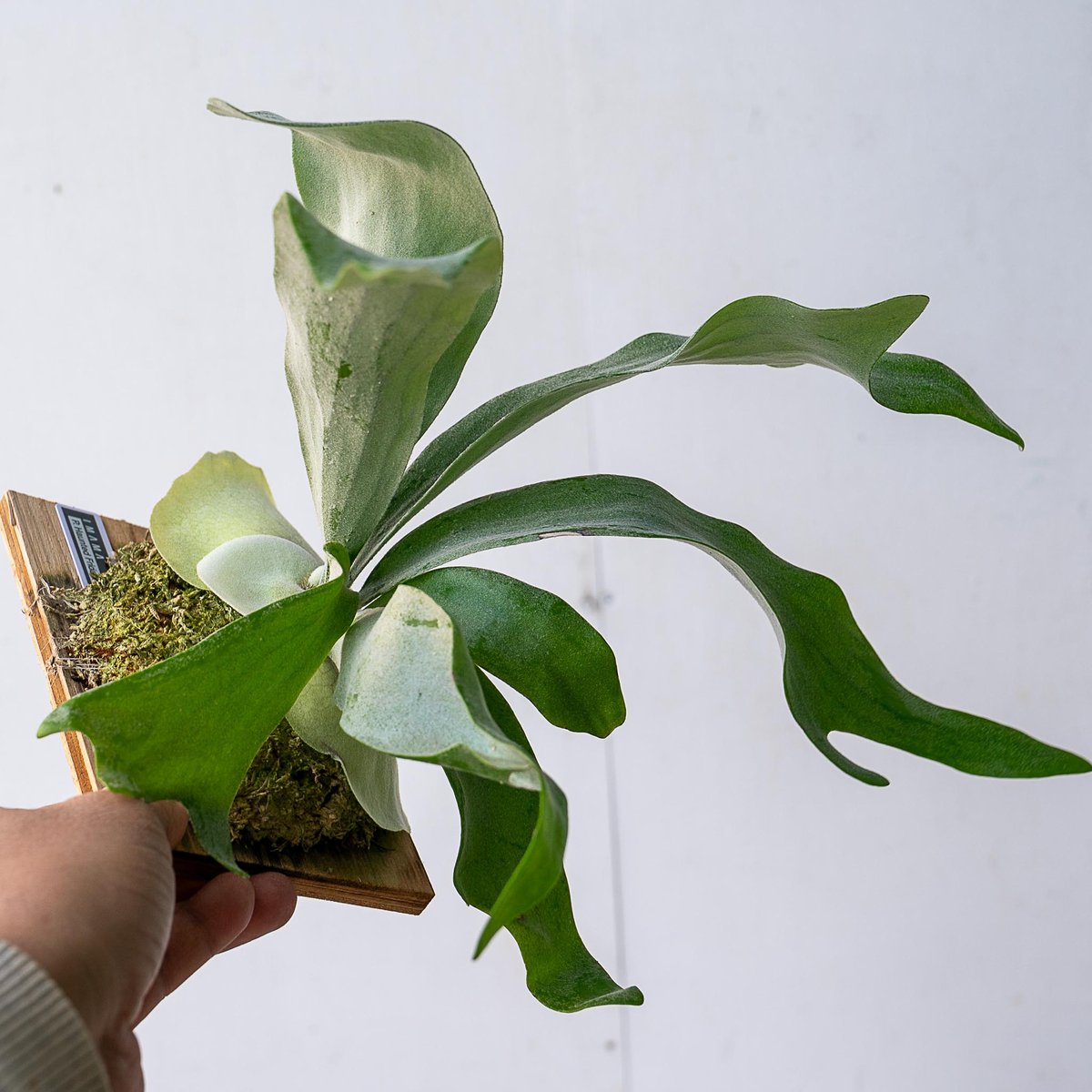 六角板付け♡ビカクシダオリジナルスポア株 2025.11/12〜】板付ビカクシダ P. Haunted Friday sporelin