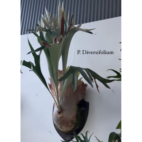 ︎︎︎︎☑︎ veitchii wild × Diversifolium ビカクシダ ︎︎︎︎☑︎ veitchii wild × Diversifolium ビカクシダ