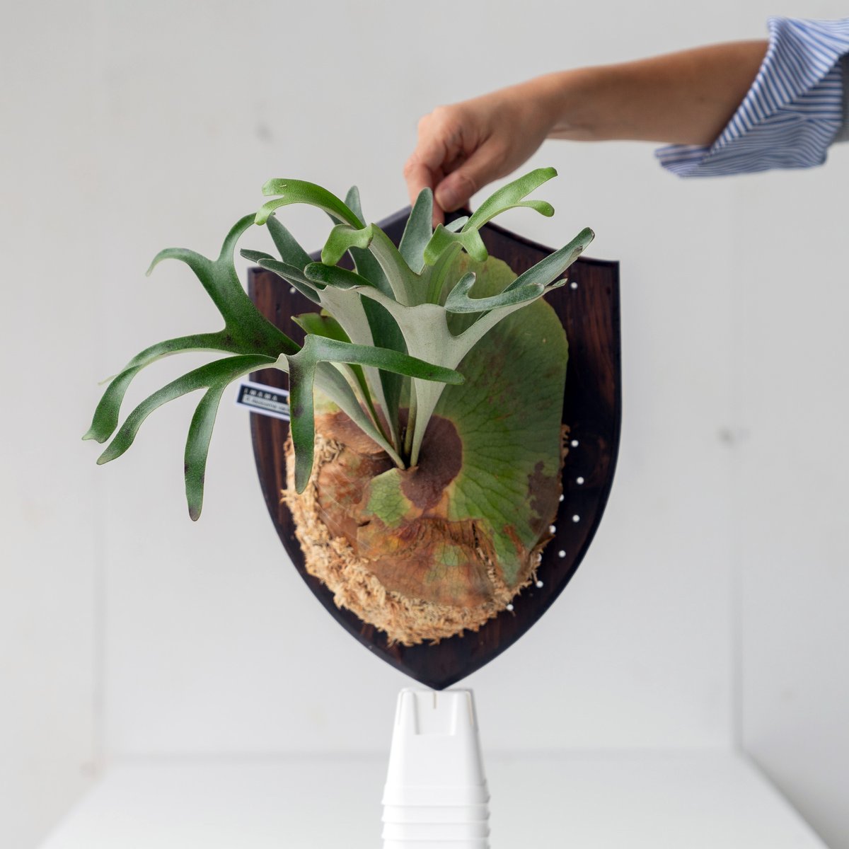 P.alcicorne Madagascar Dwarf OC ビカクシダ 子株 P.alcicorne Madagascar Dwarf OC ビカクシダ 子株