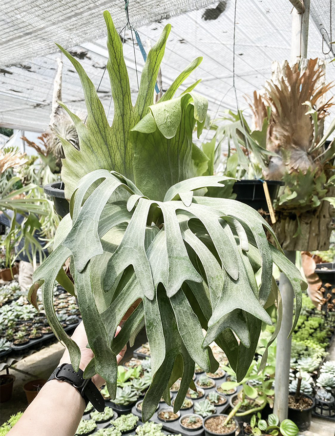 アルマダ　ビカクシダ Yahoo!オークション -「ビカクシダ アルマダ」の落札相場・落札価格