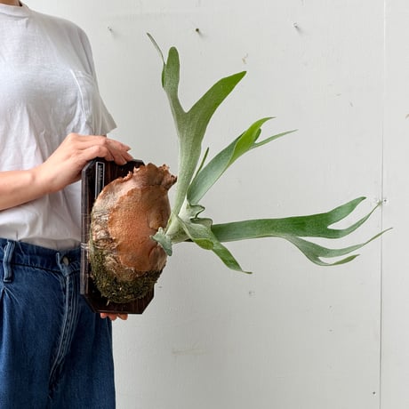 【2026.6/25〜】板付ビカクシダ　P. veitchii × P. willinckii [TC]