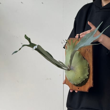 【2026.5/10〜】板付ビカクシダ　P. veitchii × P. bifurcatum