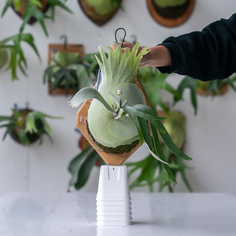 Hima pup ビカクシダ 送料無料]ビカクシダ（コウモリラン）：ウィリンキー cv. シントン