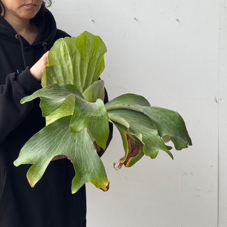 【2026.5/24〜】板付ビカクシダ　  P. bifurcatum × P. elephantotis [TC]