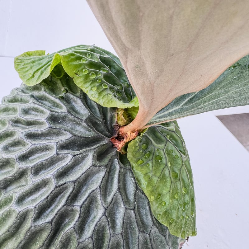 2025.5/13〜】ビカクシダ苗 P. madagascariense_2 | IMAMA