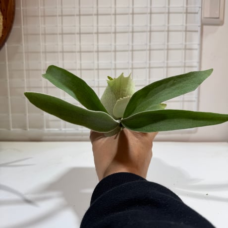 CATEGORY veitchii | IMAMA