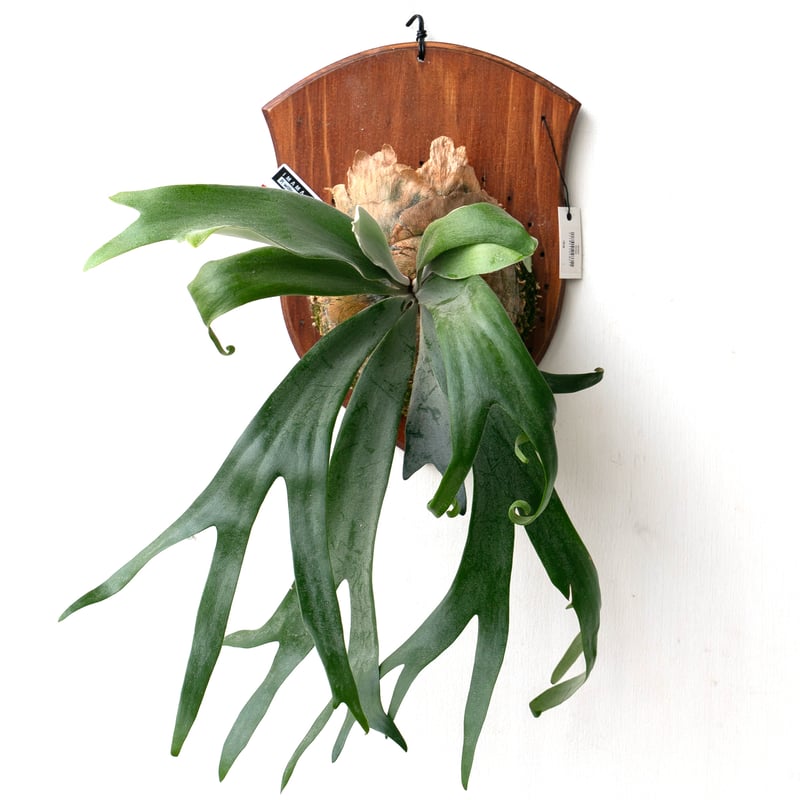 2025.11/4〜】板付ビカクシダ P. willnckii 'little girl'