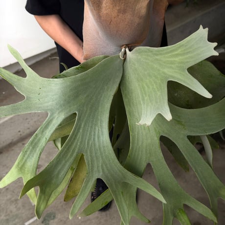 【2026.5/26〜】板付ビカクシダ　P. andinum × P. willinckii [TC]