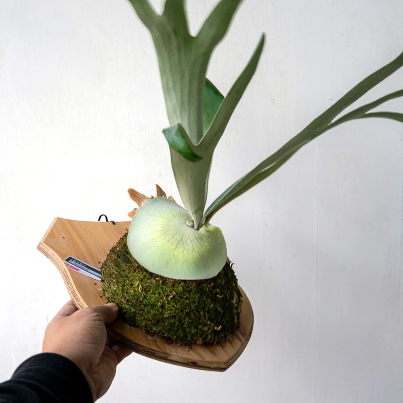 2025.11/4〜】板付ビカクシダ P. 'Pewchan#2' | IMAMA