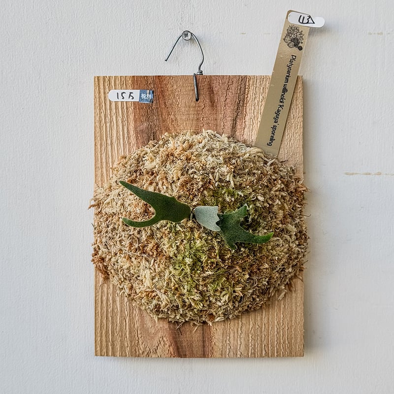 なおせる フラワー・ガーデニング ビカクシダ ウィリンキー バクテリア